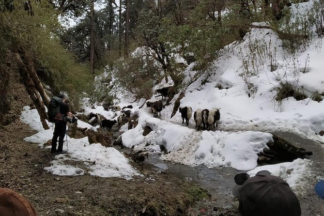 4 Days Poon Hill Trek From Pokhara - Pricing and Customer Reviews