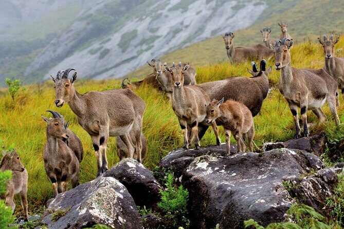 4 Days Private Kerala Tour -Kochi, Munnar, Thekkady with 3* Hotel - Good To Know