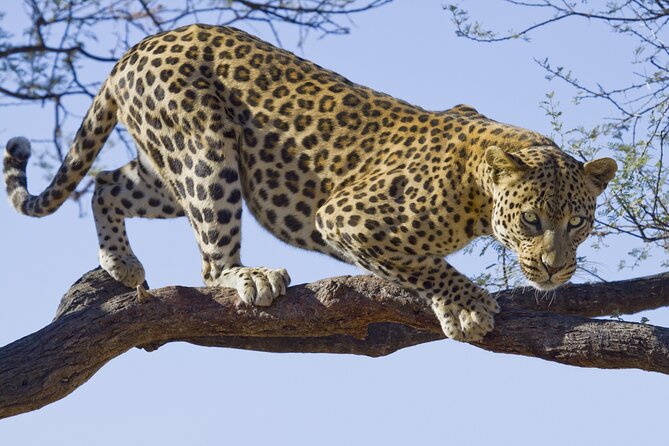 4 Days Private Lodge Safari Tour Tanzania - Reviews and Additional Information
