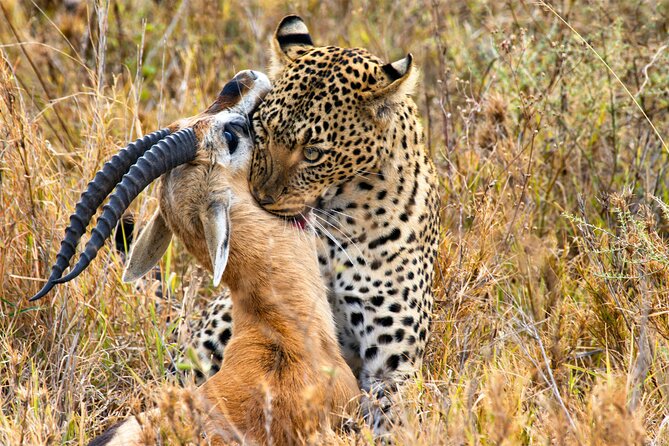4 Days Private Lodge Safari Tour Tanzania - The Sum Up