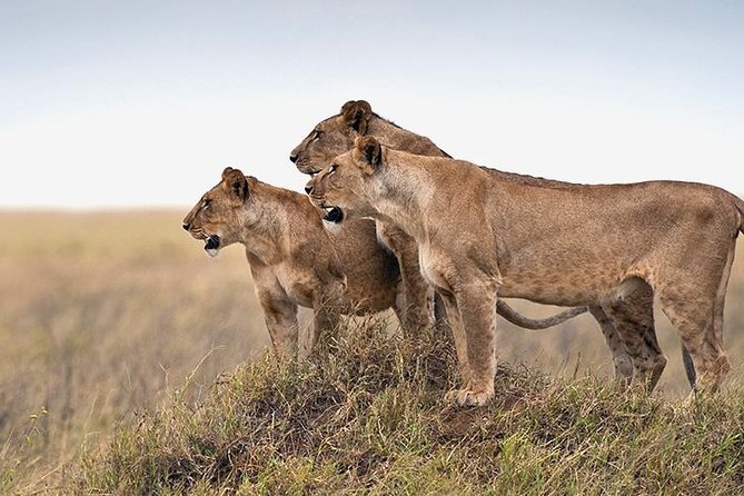 4 Days Private Safari Tour Tanzania - The Sum Up