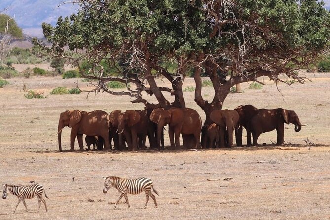 4 Days Private Safari Tour Tsavo and Amboseli From Nairobi - Tour Itinerary