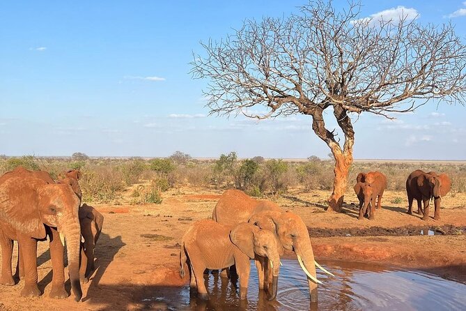 4 Days Private Safari Tour Tsavo and Amboseli From Nairobi - Booking and Cancellation Policies