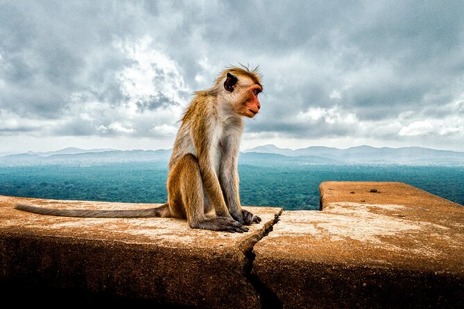 4 Days Private Vehicle With Driver in Sri Lanka - The Sum Up