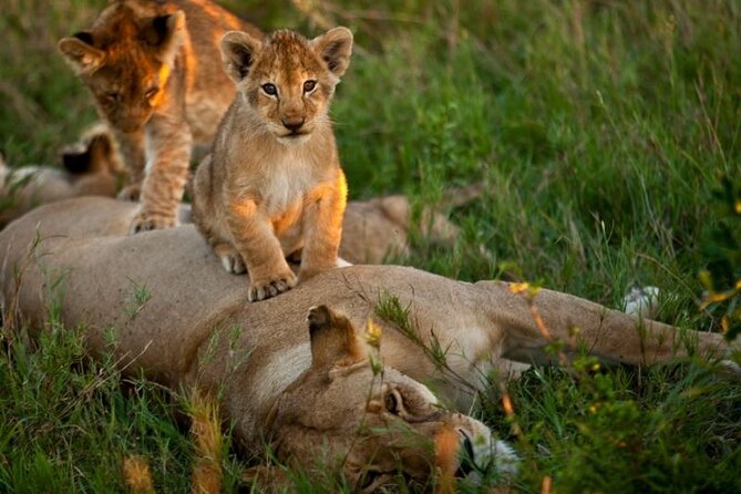 4 Days Safari in Maasai Mara Game Reserve - Practical Information and Tips