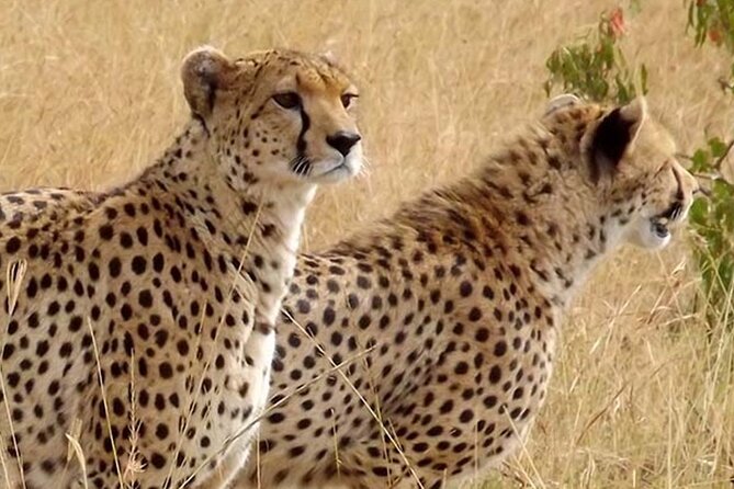 4 Days Safari in Maasai Mara Game Reserve - Frequently Asked Questions