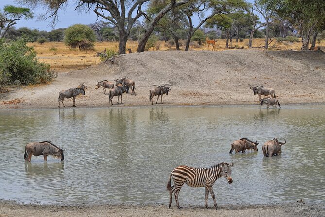 4 Days Safari Lake Manyara, Serengeti and Tarangire National Park - Operator Details