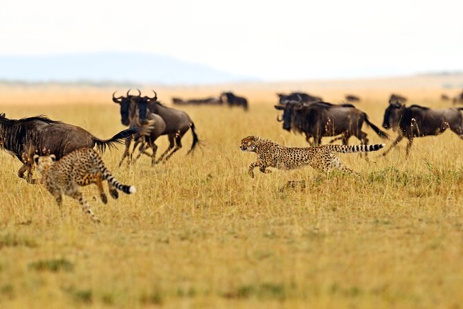 4 Days Safari Lake Manyara, Serengeti and Tarangire National Park - Booking and Availability