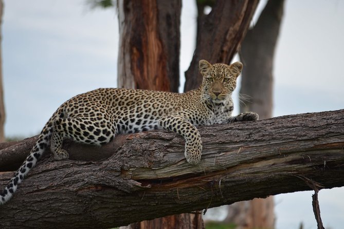 4 Days Safari Serengeti,Manyara, and Ngorongoro From Arusha - Pricing Information