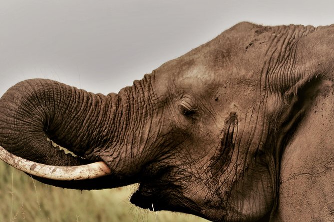 4 Days Safari Serengeti,Manyara, and Ngorongoro From Arusha - Inclusions