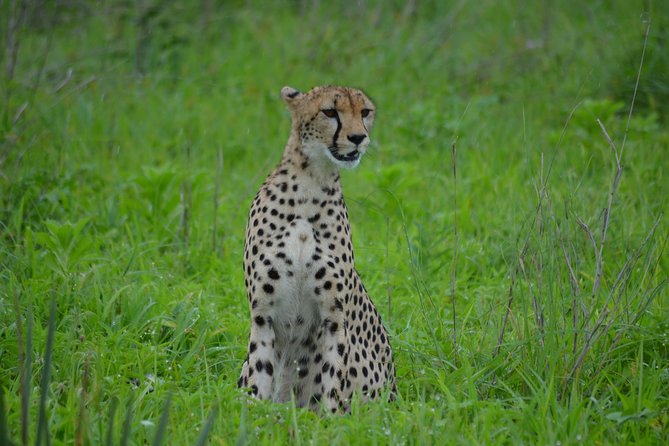 4 Days Safari Serengeti,Manyara, and Ngorongoro From Arusha - Booking and Cancellation