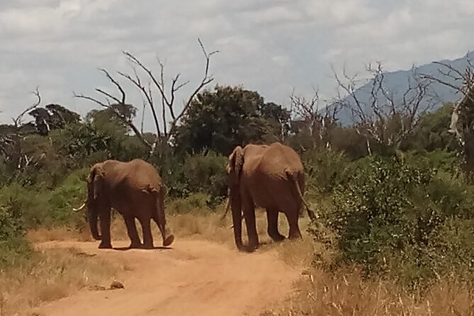 4 Days Safari to Amboseli N/P, Tsavo East N/P. - Accommodation and Meals