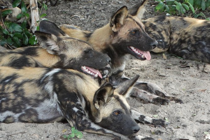4 Days Safari to Nyerere NP (Selous Gr) - Camping in the Heart of the Park - Good To Know