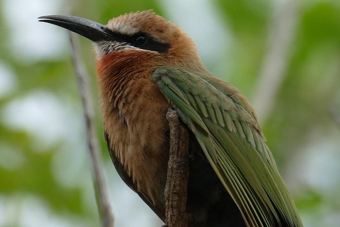 4 Days Safari to Nyerere NP (Selous Gr) - Camping in the Heart of the Park - Wildlife Spotting Opportunities