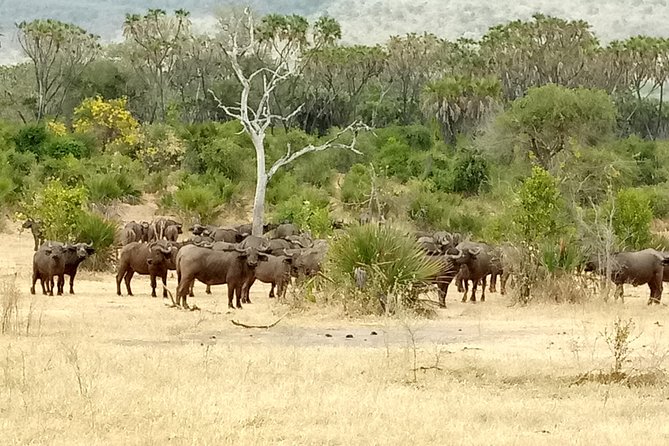 4 Days Safari to Nyerere NP (Selous Gr) - Camping in the Heart of the Park - Packing List Essentials