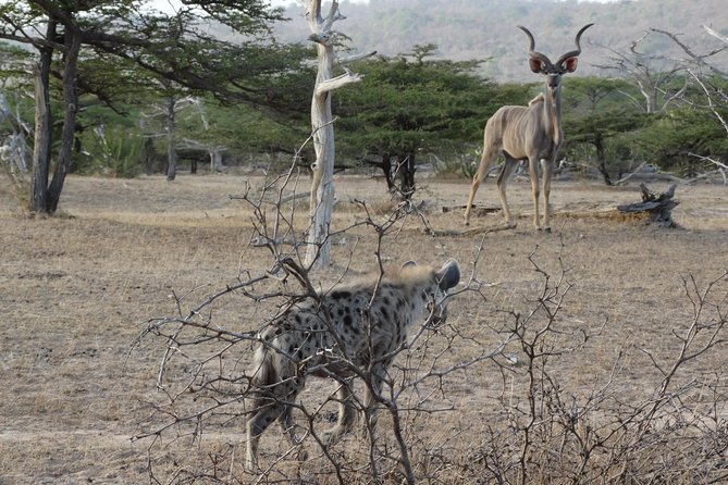 4 Days Safari to Nyerere NP (Selous Gr) - Camping in the Heart of the Park - Frequently Asked Questions