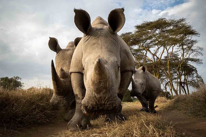 4 Days Safari Tour in Masai Mara by 4x4 Jeep - Game Viewing Experience