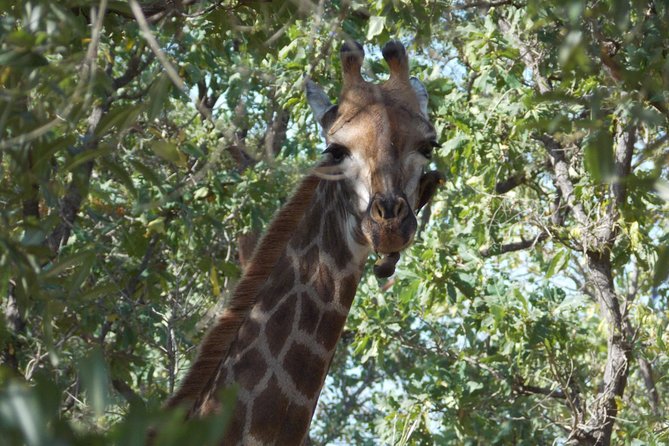 4 Days Senegambia Supremo - Good To Know