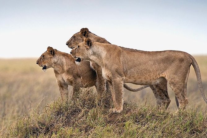 4 Days Serengeti and Ngorongoro Crater Tanzania Tour - Cultural Experiences