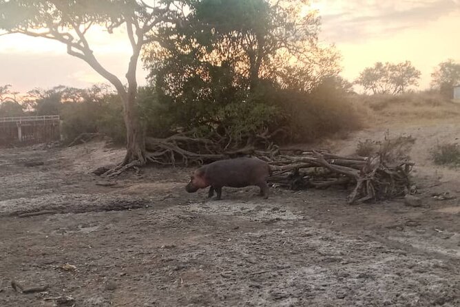 4 Days Serengeti Safari From Mwanza - Tours - Meal Inclusions