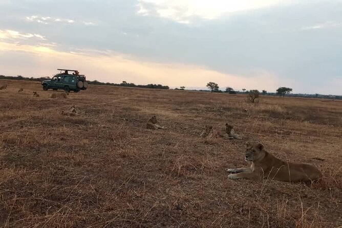 4 Days Serengeti Safari From Mwanza - Tours - Guide Services