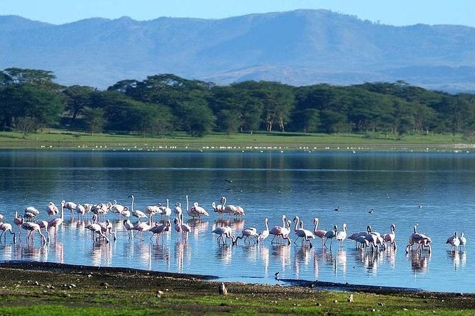 4 Days Special Lake Naivasha - Masai Mara Safari ( Minimum 2 Persons) - Inclusions and Exclusions