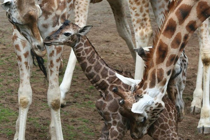 4 Days Tanzania Authentic Camping | Lodge Safari - Group Size and Pricing