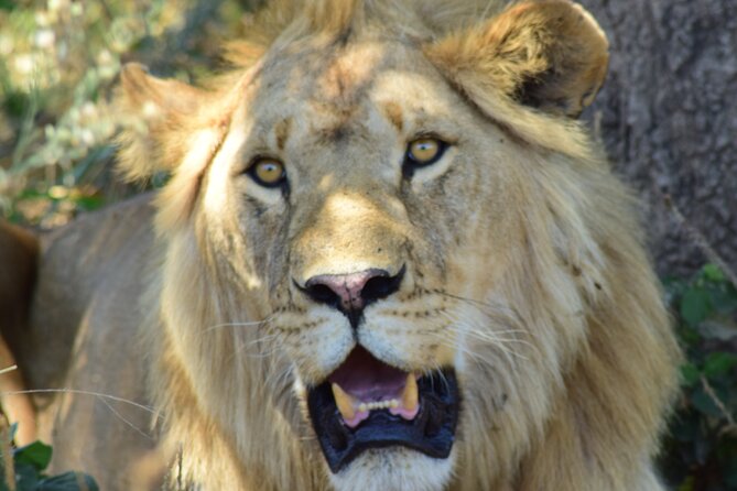 4 Days Tanzania Group Joining Safari With Mid-Range Accommodation - Accommodation Details