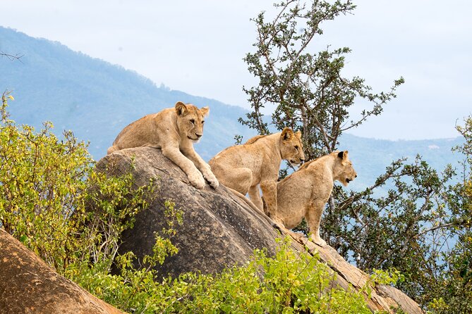 4 Days Tanzania Group Joining Safari With Mid-Range Accommodation - Safari Inclusions