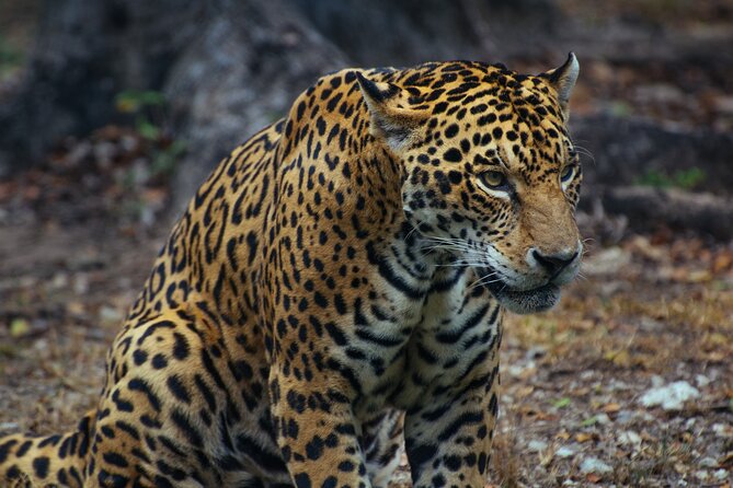 4 Days Tanzania Group Joining Safari With Mid-Range Accommodation - Booking Information