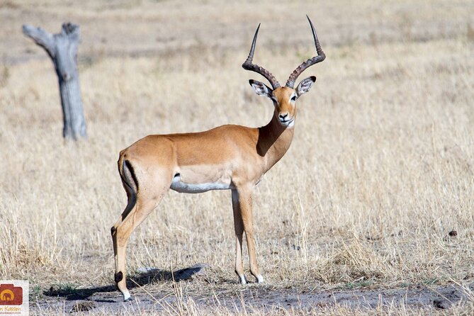 4 Days Tanzania Luxury Camping Safari - Safari Activities