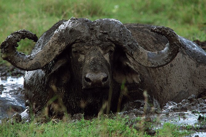 4 Days Tanzania Luxury Camping Safari - Frequently Asked Questions