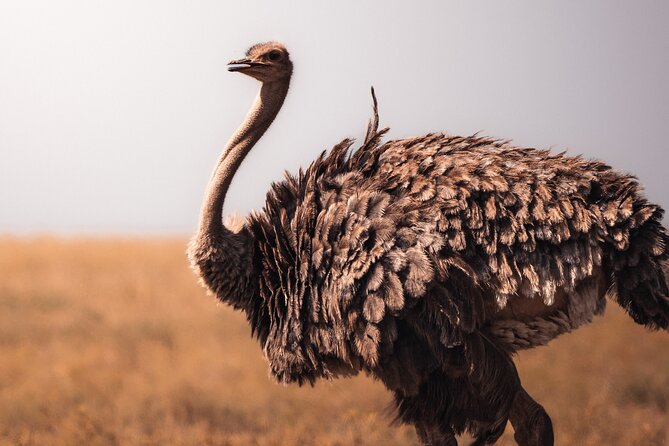 4 Days Tanzania Private Lodge Safari - Frequently Asked Questions