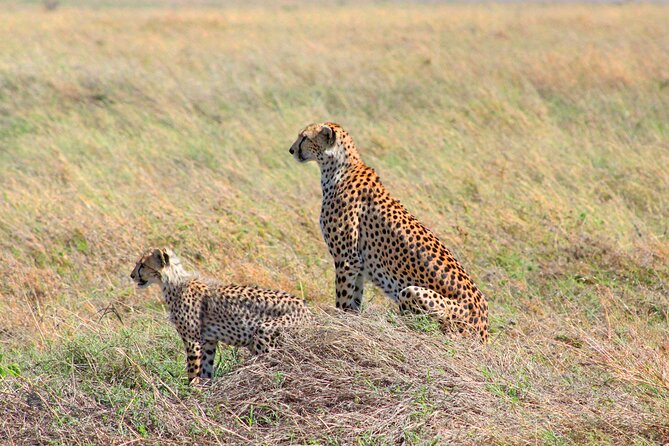 4 Days Tanzania Private Mid-range Safari Tour - Booking Information