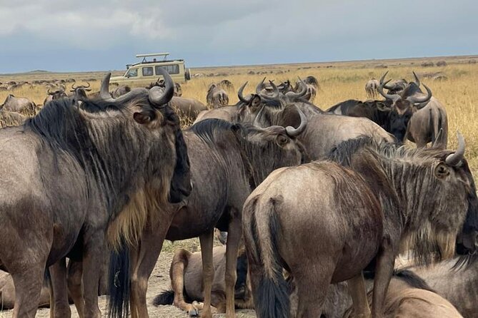 4 Days Tanzania Safari - Transportation and Guides