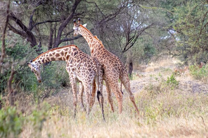 4 Days Tanzania Safari - Frequently Asked Questions