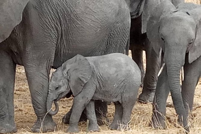 4 Days Tanzania Safari - Frequently Asked Questions