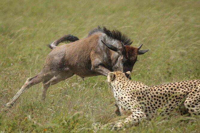 4-Days, Tarangire, Serengeti, and Ngorongoro Crater Join Tour - Good To Know