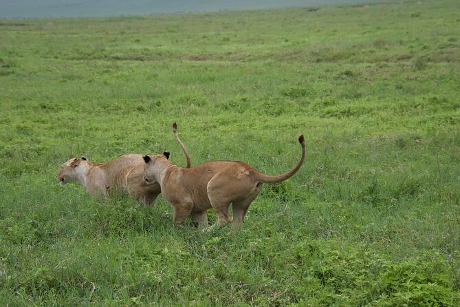 4-Days, Tarangire, Serengeti, and Ngorongoro Crater Join Tour - What To Expect