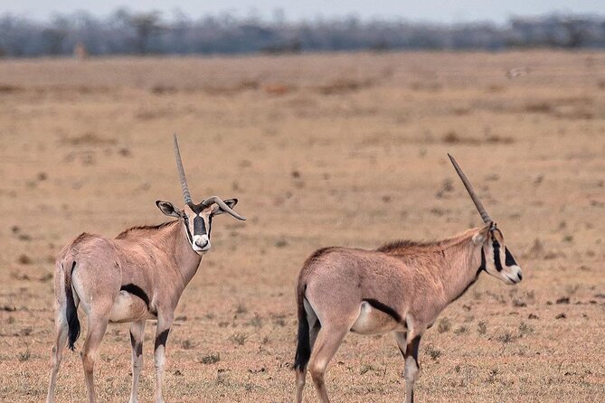 4-Days, Tarangire, Serengeti, and Ngorongoro Crater Join Tour - Reviews and Ratings