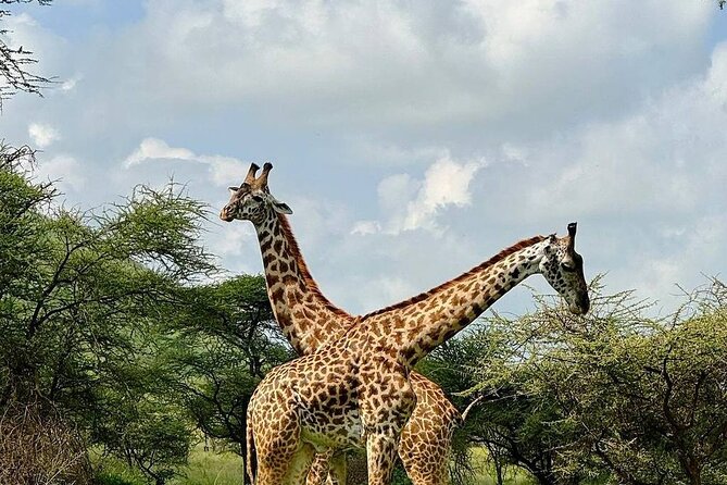 4-Days, Tarangire, Serengeti, and Ngorongoro Crater Join Tour - Additional Information