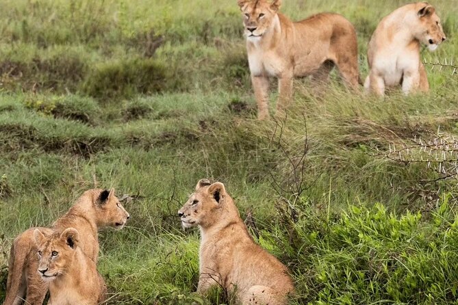 4-Days, Tarangire, Serengeti, and Ngorongoro Crater Join Tour - Frequently Asked Questions
