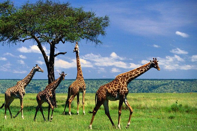 4 Days Tarangire, Serengeti and Ngorongoro Crater Lodge Safari - Wildlife Viewing Highlights