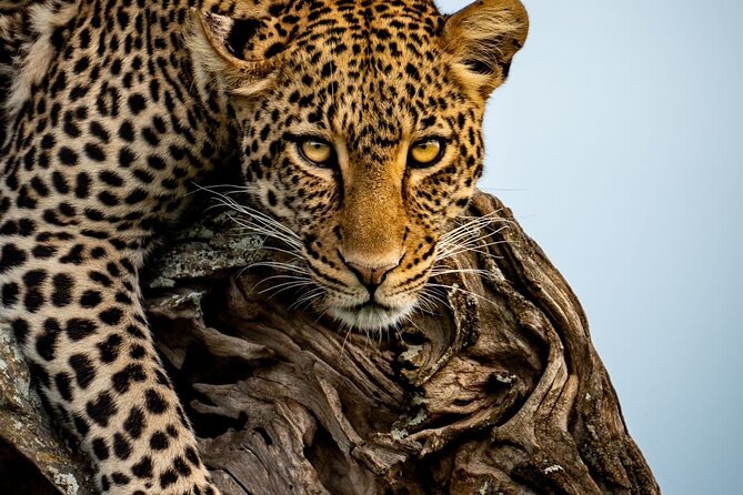 4 Days Tarangire, Serengeti & Ngorongoro Crater Joining Group - Pickup Details