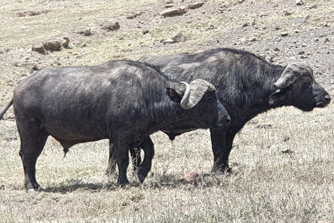 4 Days Tarangire / Serengeti / Ngorongoro & Manyara - Cancellation Policy