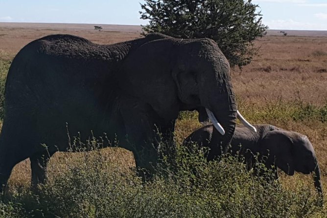 4 Days Tarangire / Serengeti / Ngorongoro & Manyara - Participant Recommendations