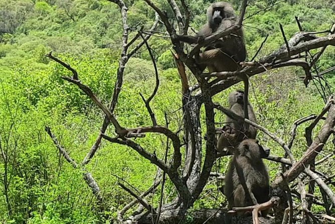 4 Days Tarangire / Serengeti / Ngorongoro & Manyara - What To Expect