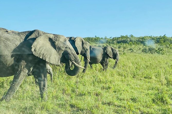 4 Days Tour Landcruiser in Masai Mara and Lake Nakuru - Frequently Asked Questions