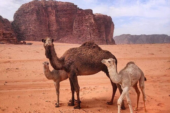 4-Days Tour of Jerash, Petra, Wadi Rum & Dead Sea From Amman - Customer Reviews and Ratings