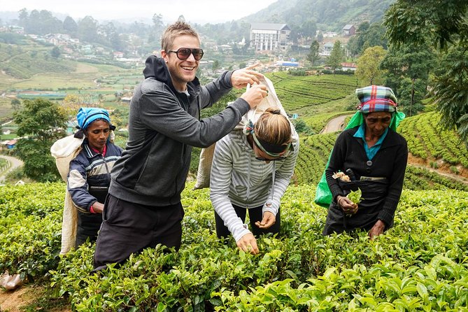 4 Days Tour To Kandy, Nuwara Eliya, Dambulla & Anuradhapura From Colombo - Day 4: Exploring Nuwara Eliya and Return to Colombo